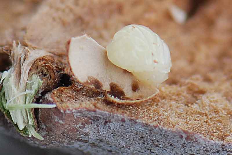 Galla su rovere Andricus quercus-tozae (Cynipidae)